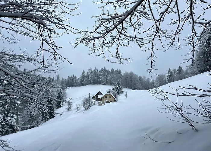 The Little Fern Daire *